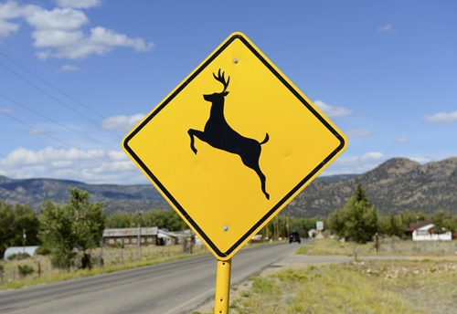 Deer may be beautiful, but they can be downright dangerous if you're not mindful of their possible presence.