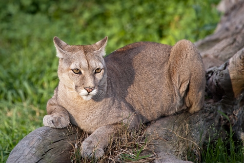 New research suggests that an increase in the cougar population can help lower car accidents where deer are involved.