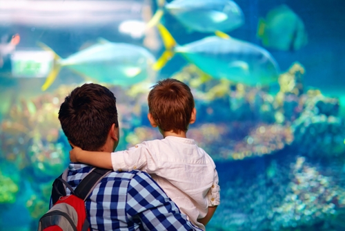 The aquarium is an excellent way to wash the winter woes away.