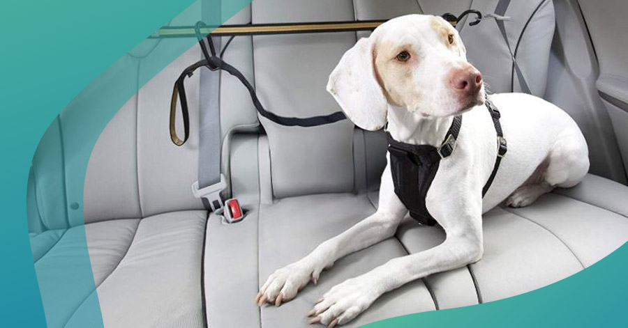 dog in backseat of car, keeping your pet safe on the road