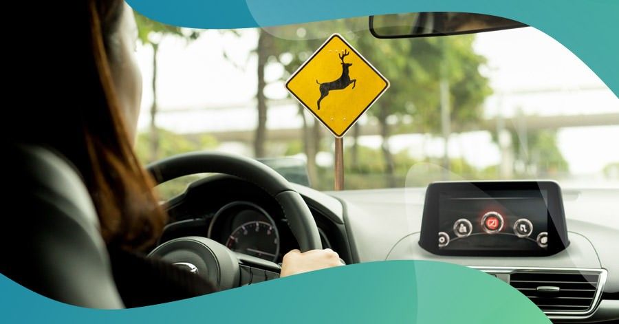 woman driving near a deer crossing sign