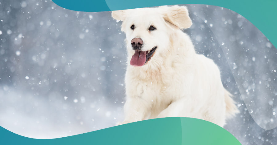 dog running in the cold